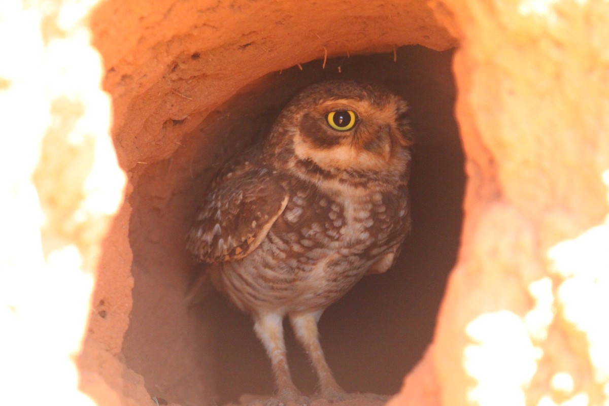 Burrowing Owl - ML496675931