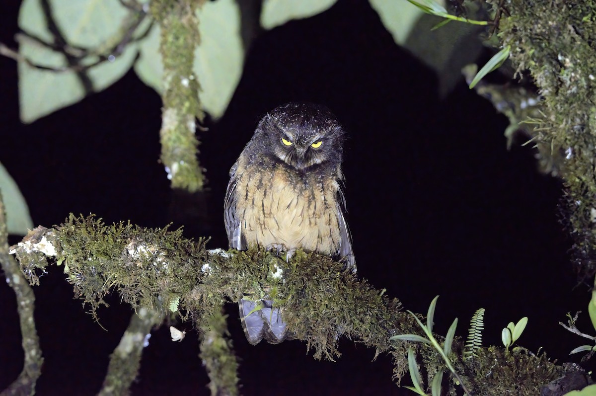 White-throated Screech-Owl - ML496676911