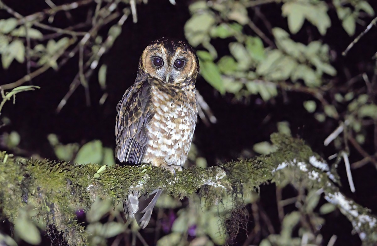 Rufous-banded Owl - ML496677251
