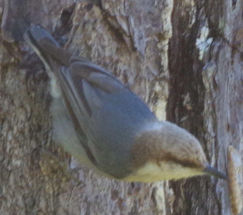 Brown-headed Nuthatch - Philip Laipis