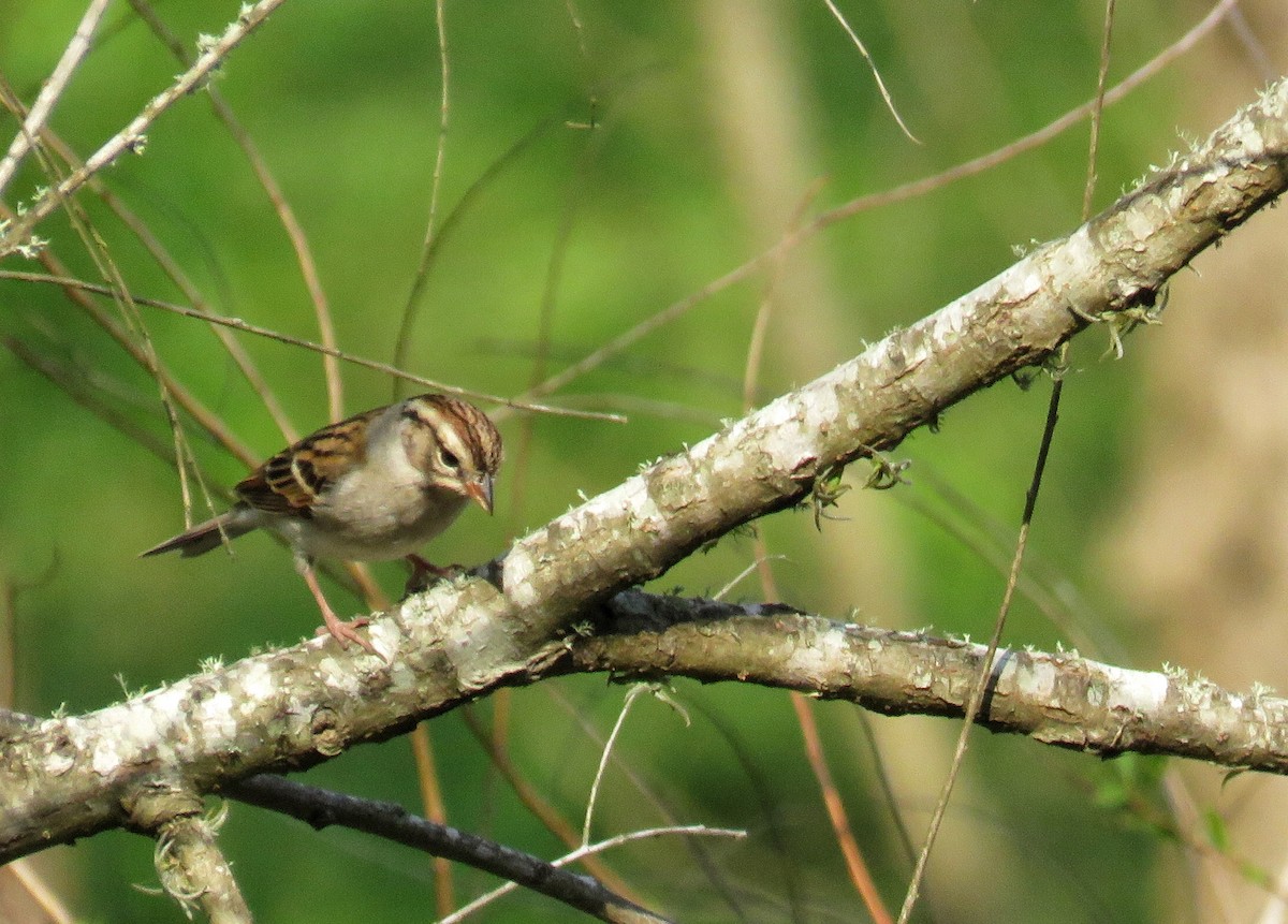 Chipping Sparrow - ML49668021
