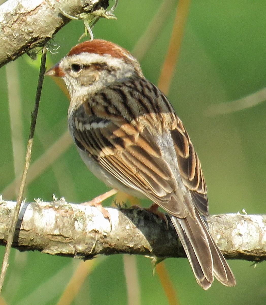 Chipping Sparrow - ML49668031