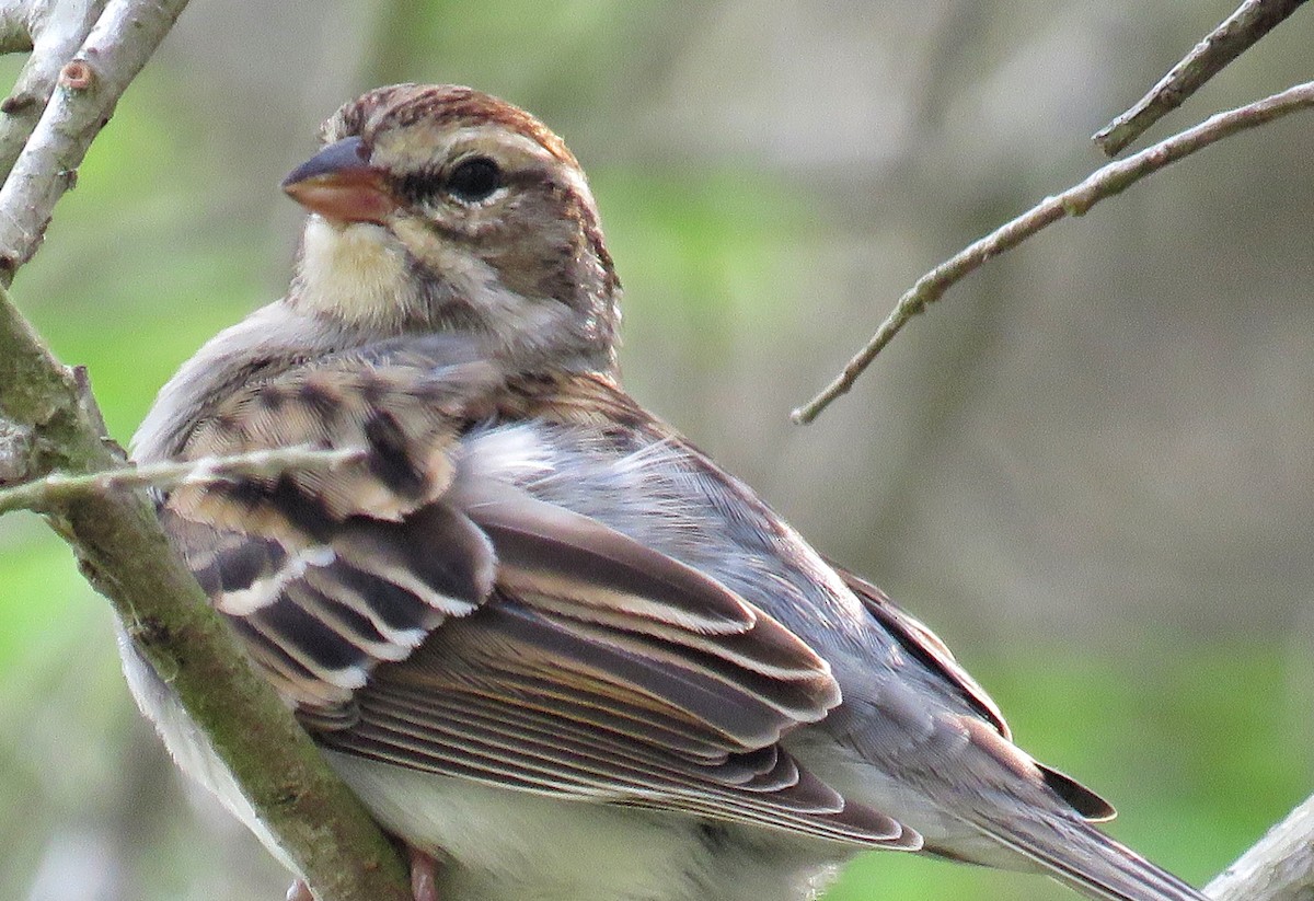 Chipping Sparrow - ML49668041