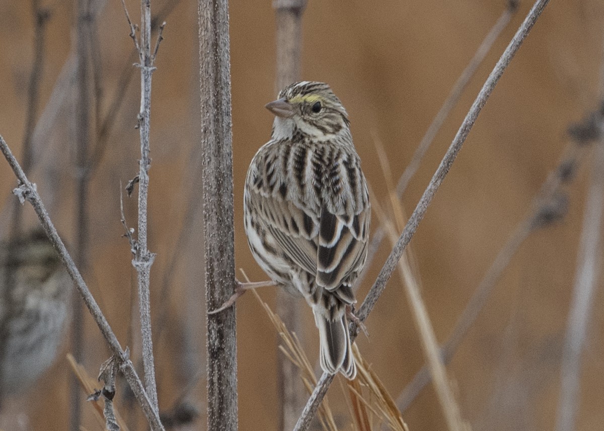 Savannah Sparrow - ML49668161