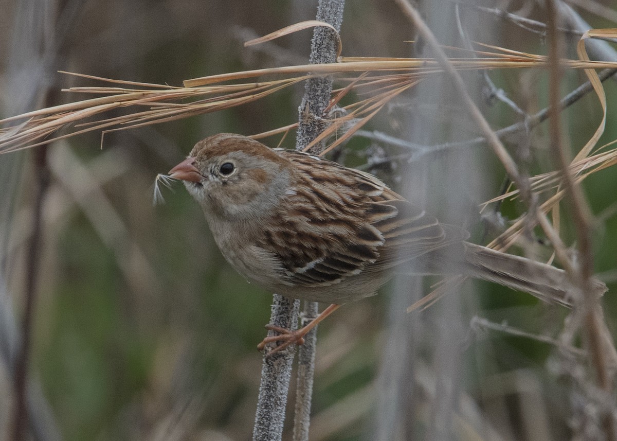 Field Sparrow - Michael Linz