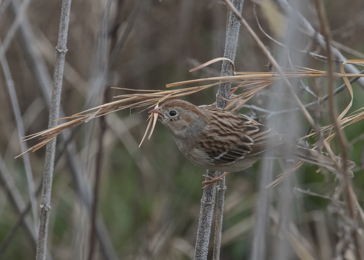 Field Sparrow - ML49668201