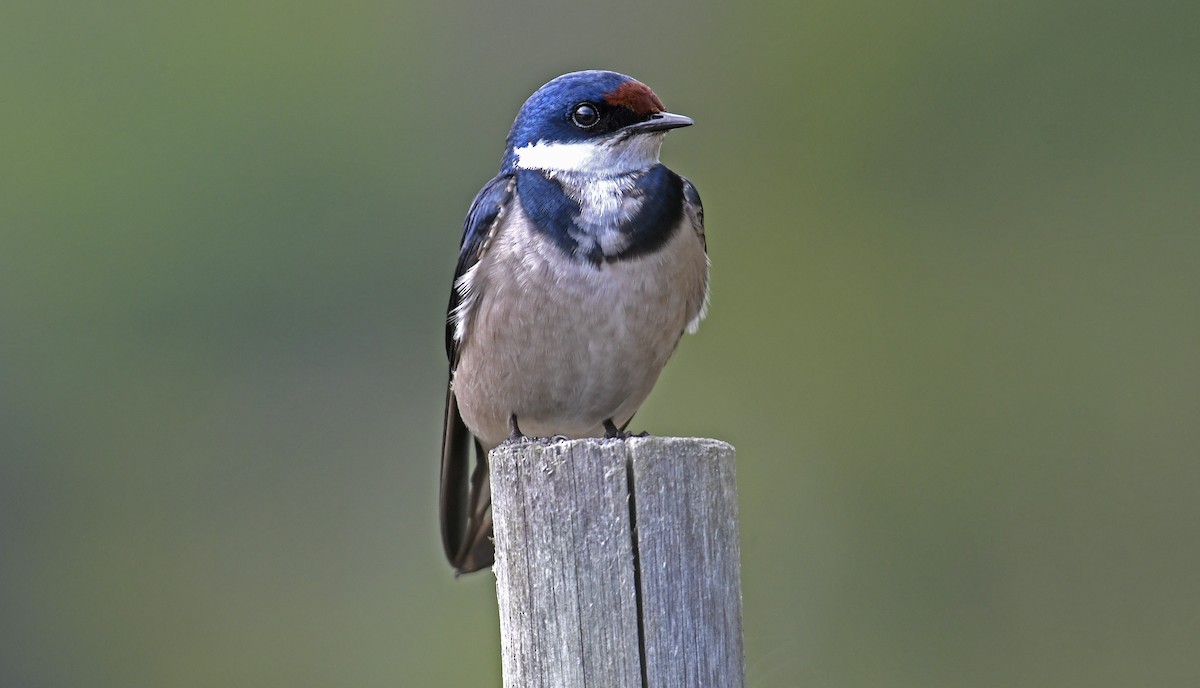 White-throated Swallow - Lee Ridley