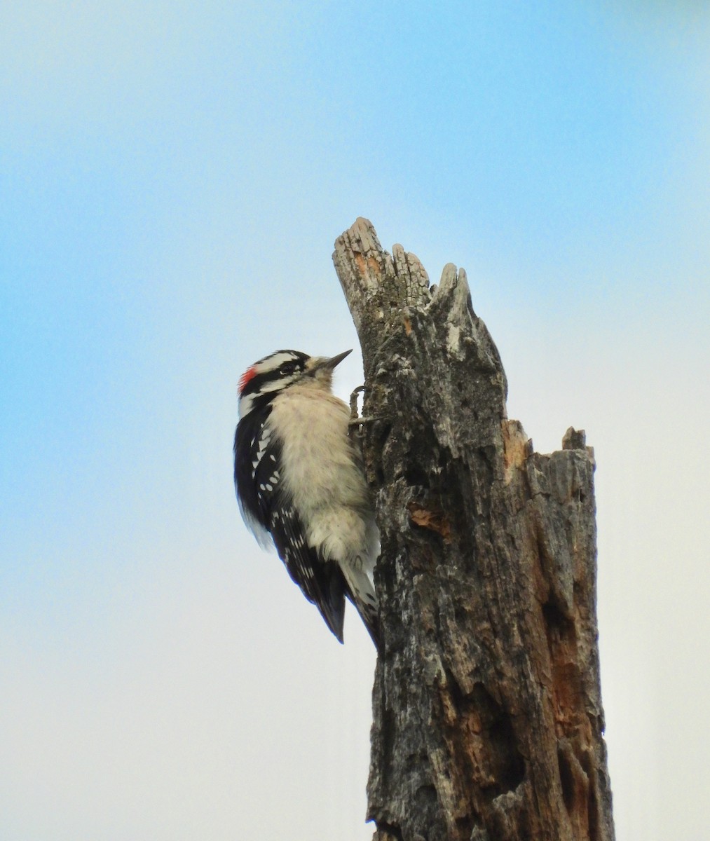 Downy Woodpecker - ML496685561