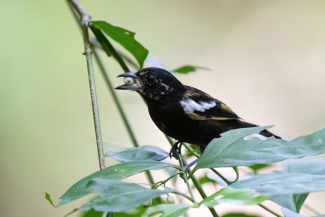 White-shouldered Tanager