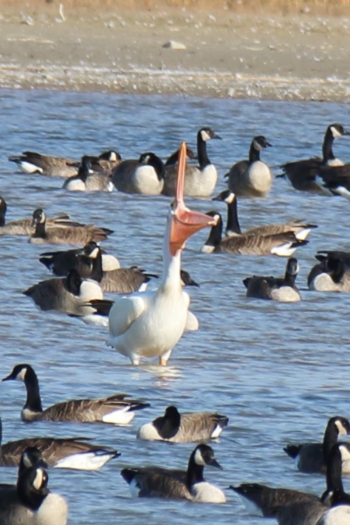 eBird Checklist 23 Oct 2022 SouthamptonHorseshoe Bay 12 species