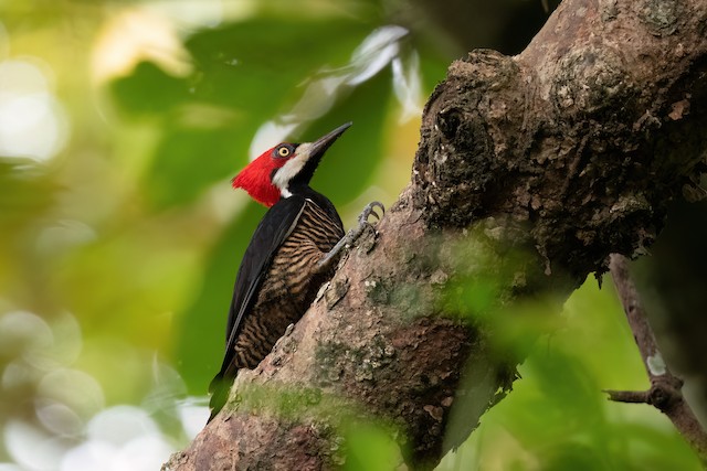 Crimson-crested Woodpecker