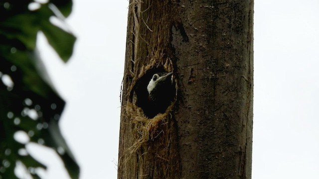 Spot-breasted Woodpecker - ML496694051