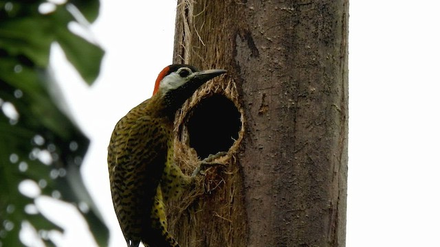 Spot-breasted Woodpecker - ML496694061