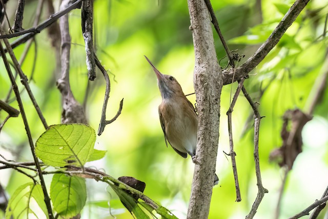 Long-billed Gnatwren