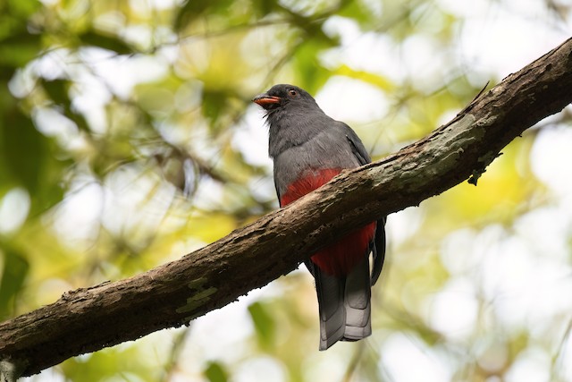 Slaty-tailed Trogon