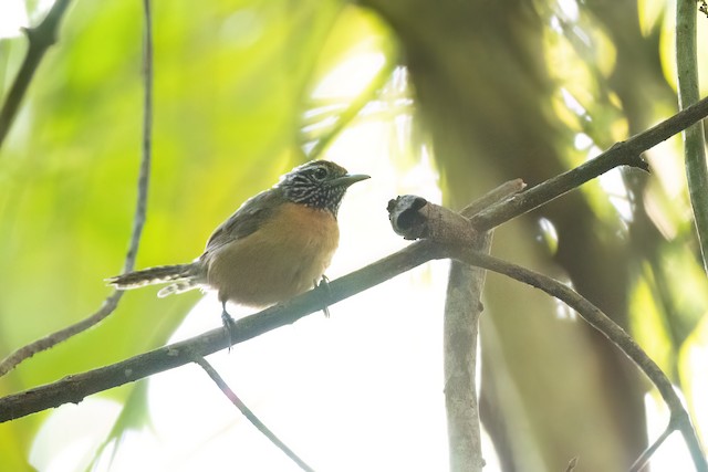 Rufous-breasted Wren