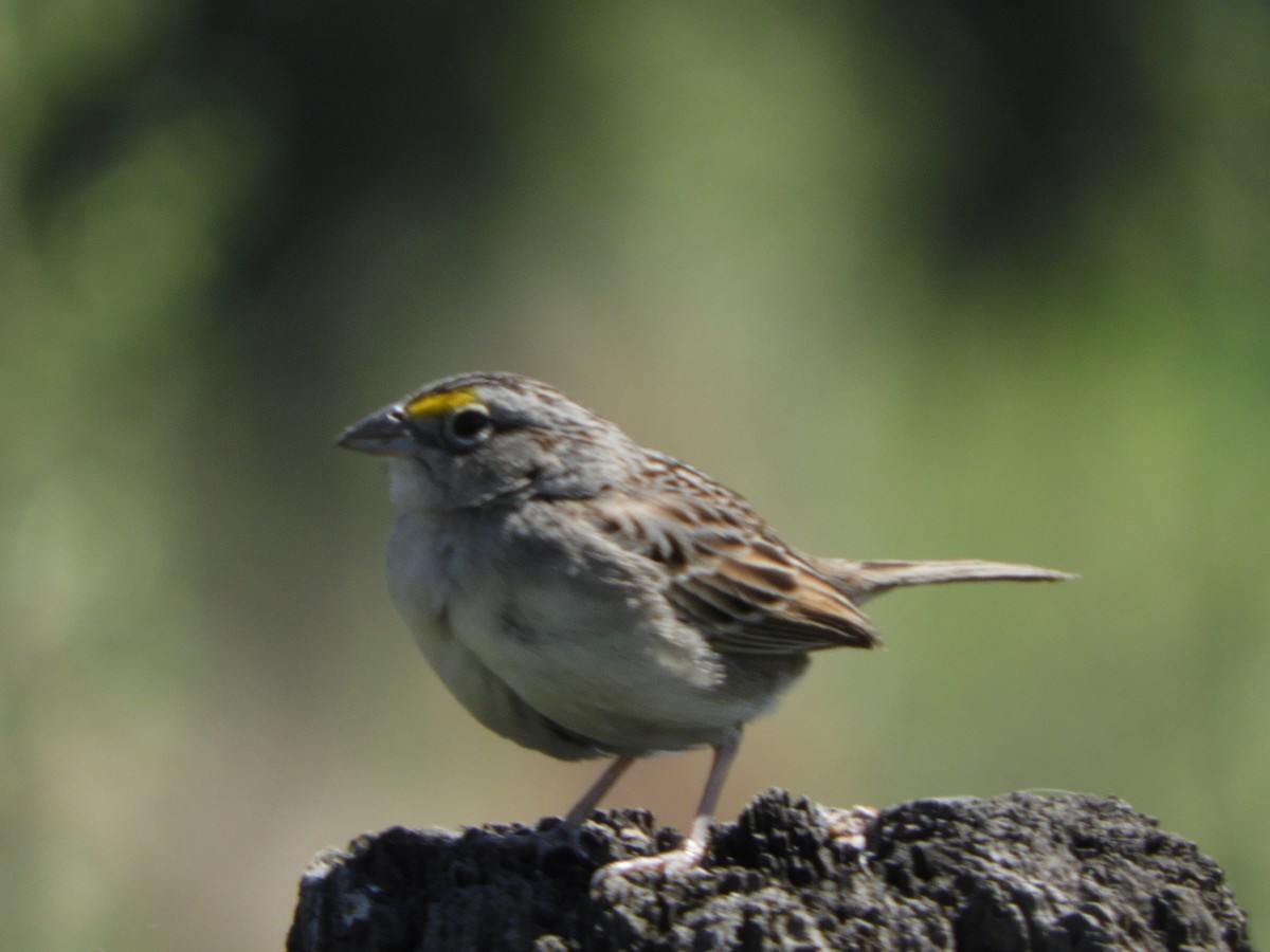 Grassland Sparrow - ML496700251