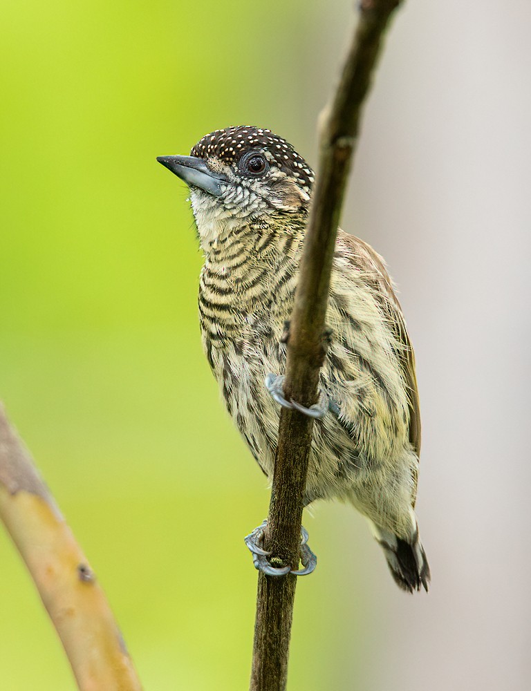 Bar-breasted Piculet - ML496702391