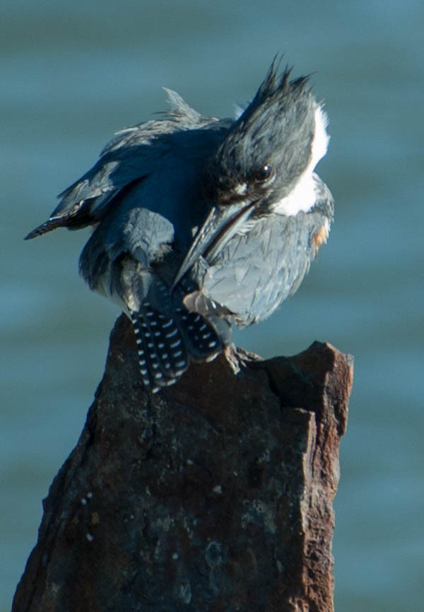 Belted Kingfisher - ML49670291