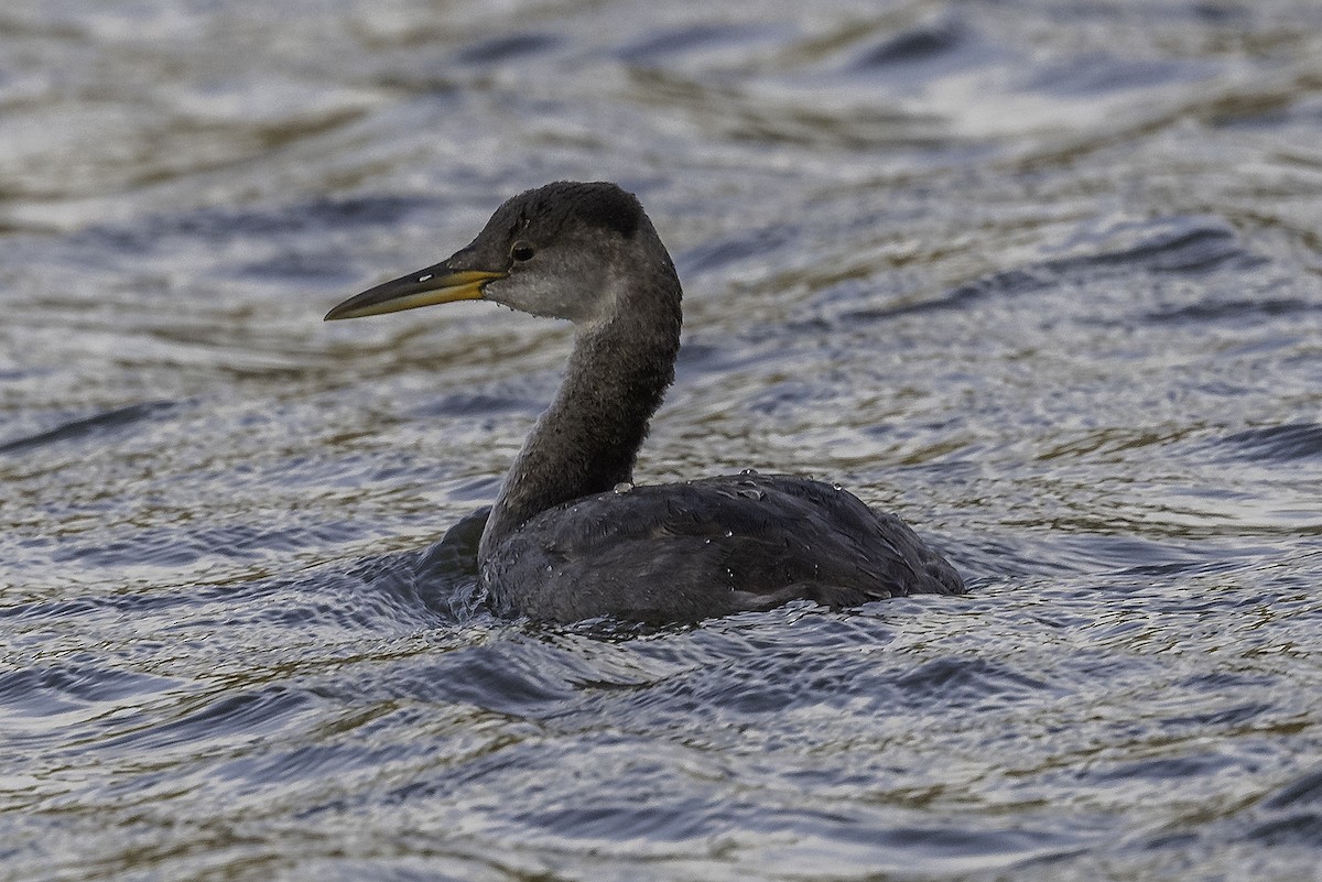 Red-necked Grebe - ML496703151