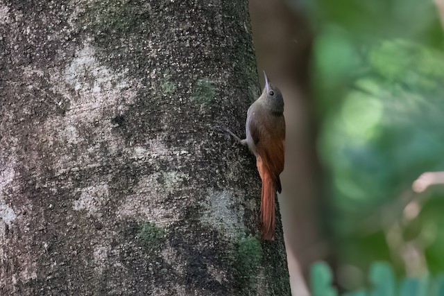 Olivaceous Woodcreeper