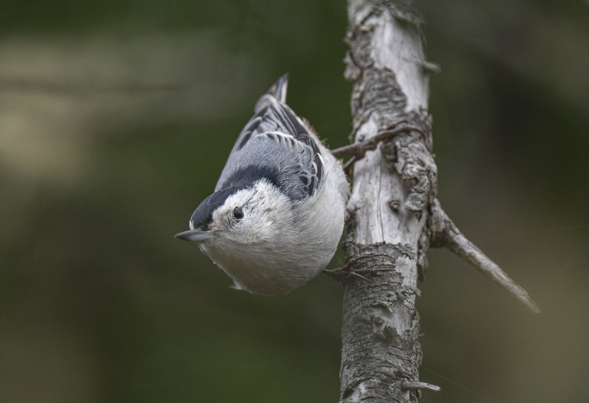 White-breasted Nuthatch - ML496708281