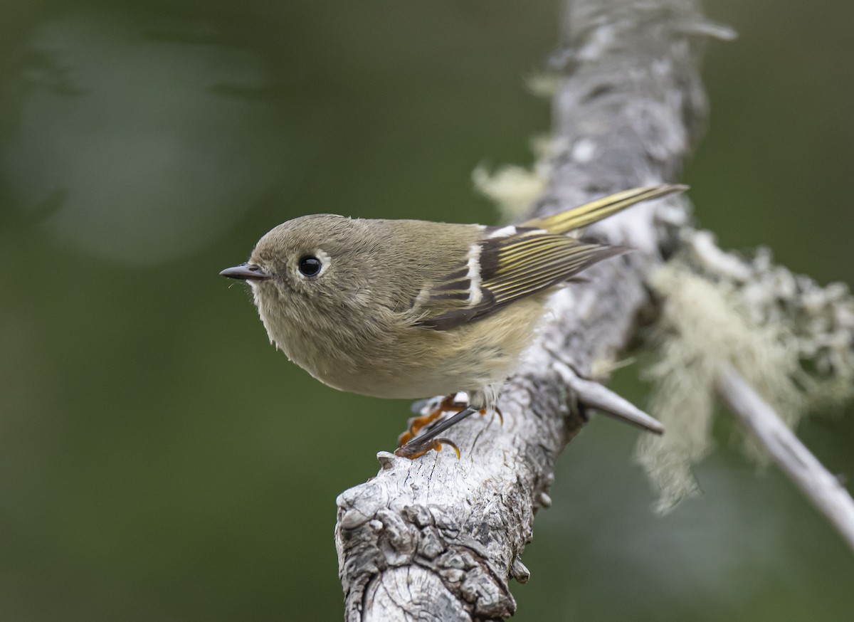 Ruby-crowned Kinglet - Ronnie d'Entremont