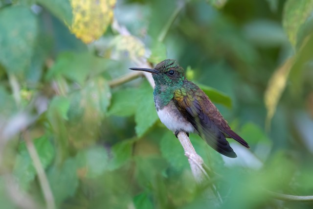 Snowy-bellied Hummingbird