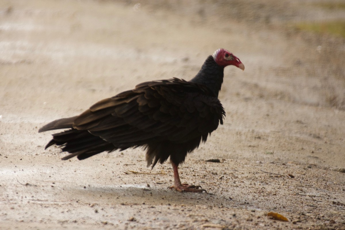 Turkey Vulture (Tropical) - ML496724911