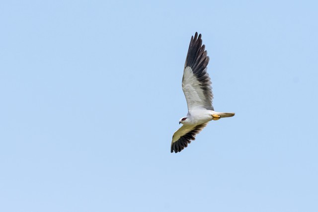 Black-winged Kite - Tom Backlund