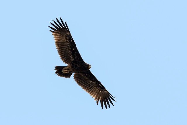 Greater Spotted Eagle - ML49672531