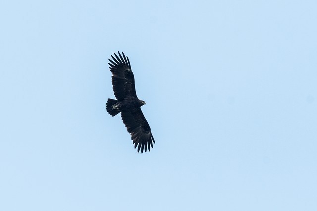 Greater Spotted Eagle - ML49672571