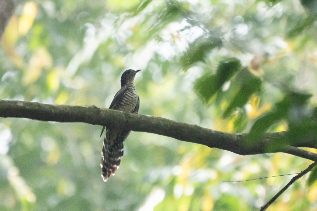 Olive Long-tailed Cuckoo - ML496726621