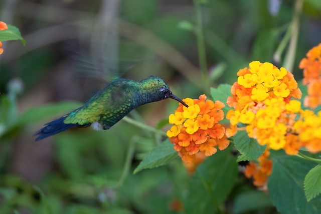 Garden Emerald