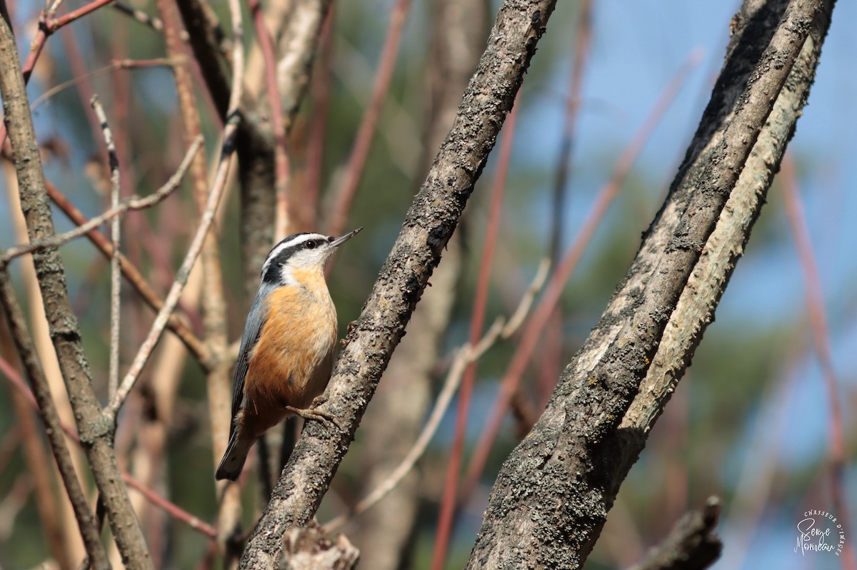 Red-breasted Nuthatch - ML496727771