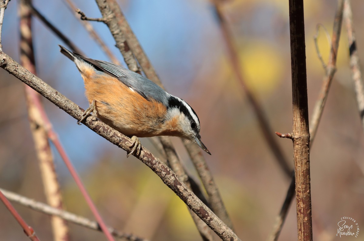 Red-breasted Nuthatch - ML496727811