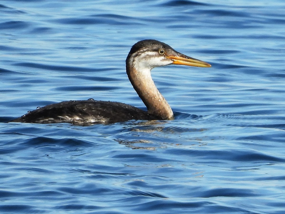 Red-necked Grebe - ML496732661