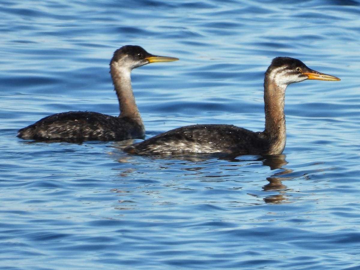 Red-necked Grebe - ML496733211