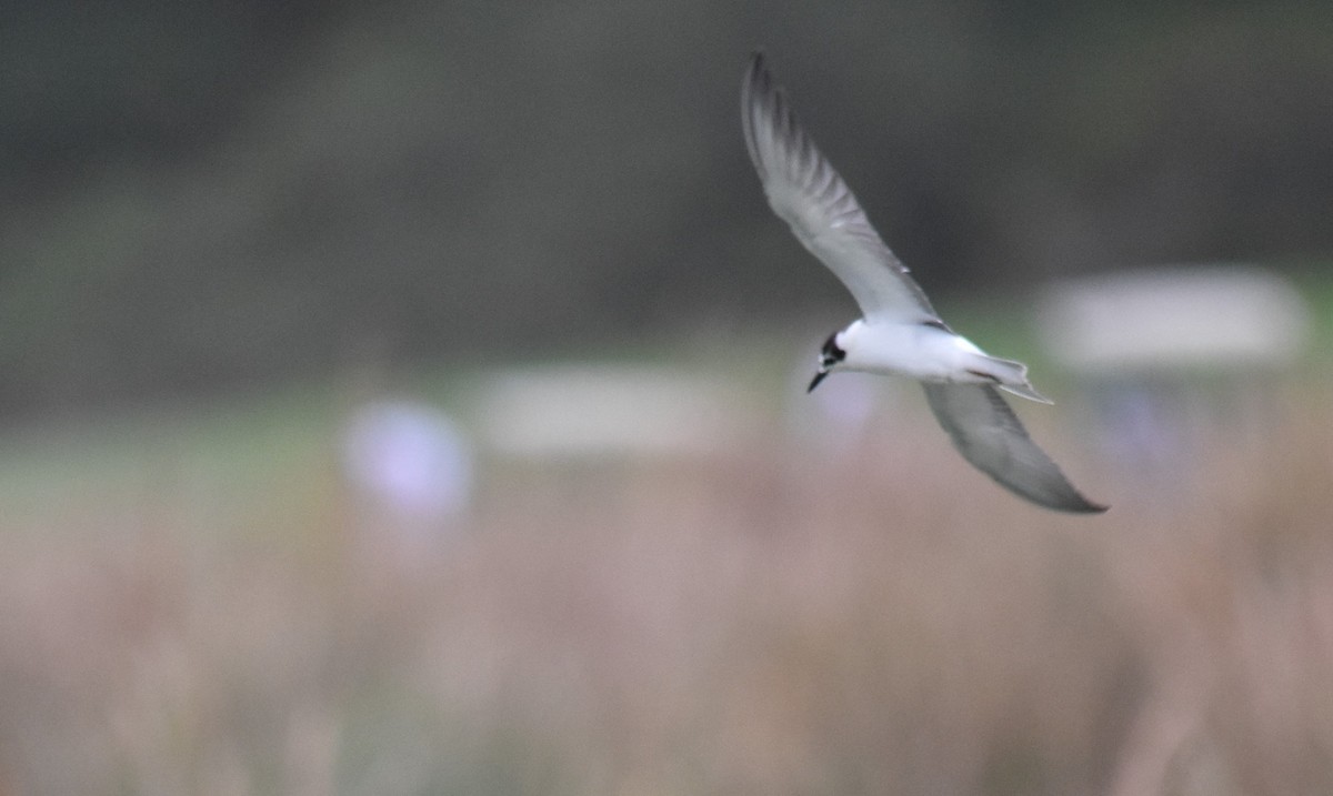 White-winged Tern - ML496734871
