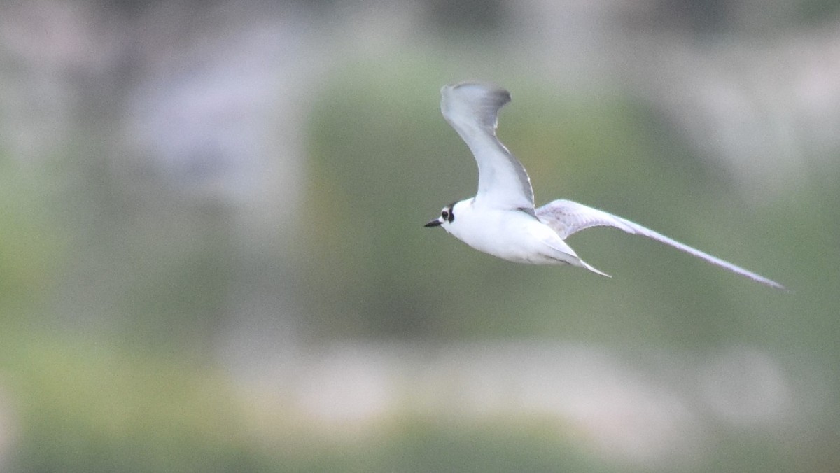 White-winged Tern - ML496735171