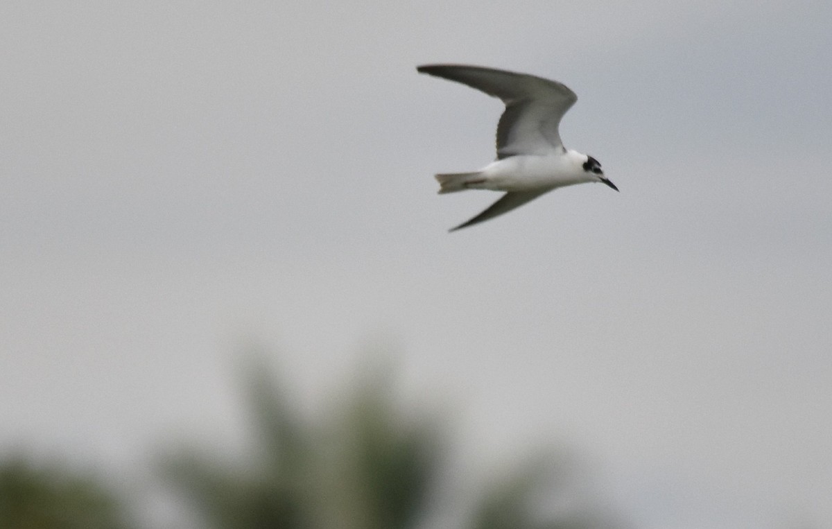 White-winged Tern - ML496737561