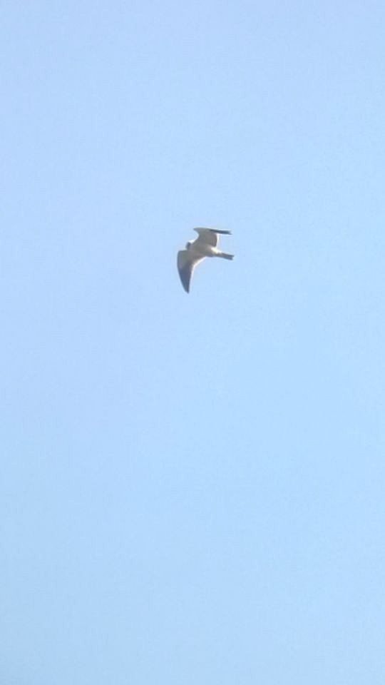 Black-winged Kite - ML49673841