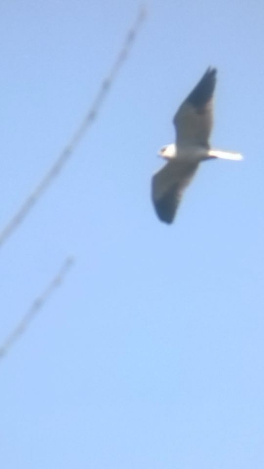 Black-winged Kite - ML49673851