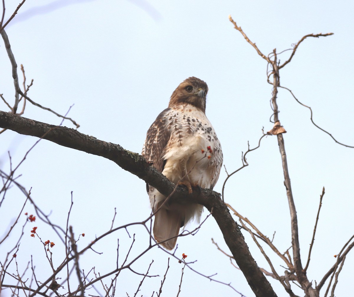Red-tailed Hawk - ML496741731