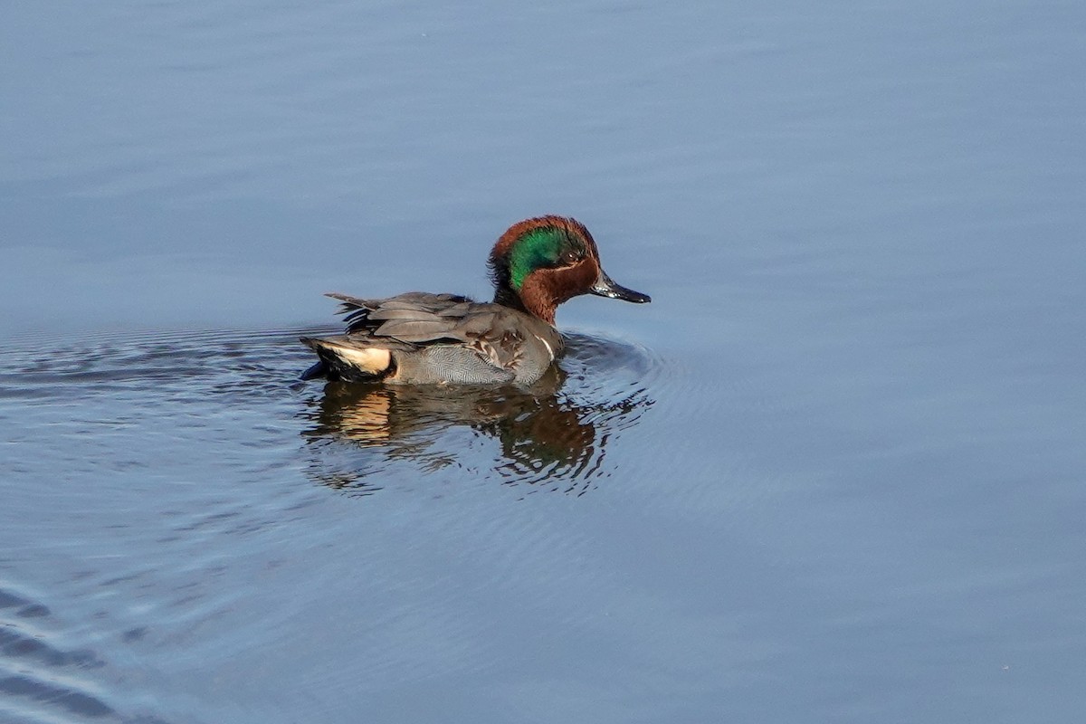 Green-winged Teal - ML496742631