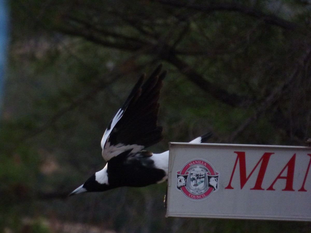 Australian Magpie - Matt Hinze