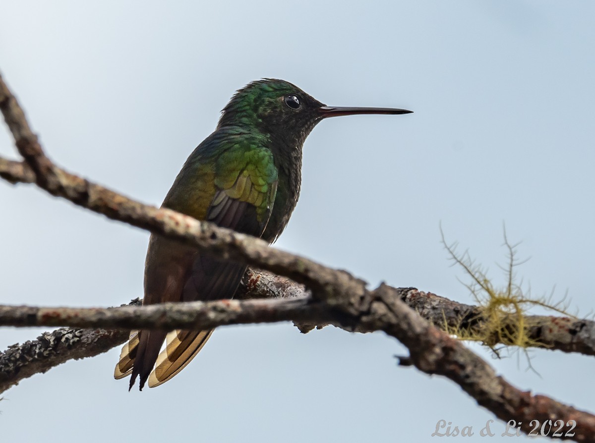 Copper-tailed Hummingbird - ML496744861