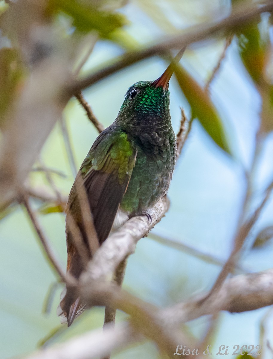 Copper-tailed Hummingbird - ML496744881
