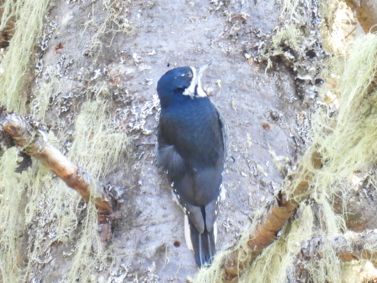 Black-backed Woodpecker - ML496745231