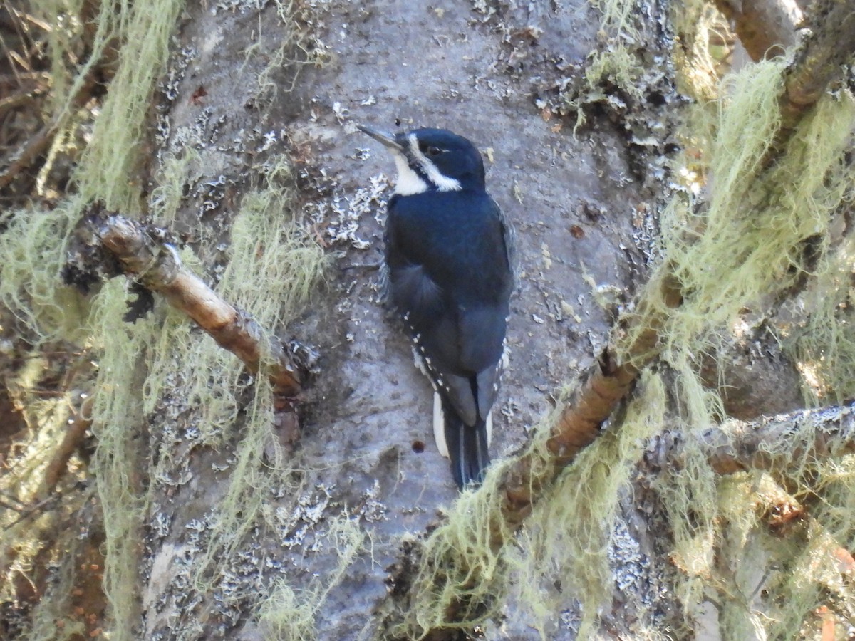Black-backed Woodpecker - ML496745241